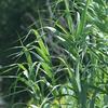 Arundo donax