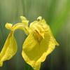 Iris pseudacorus