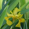 Iris pseudacorus 'variegata'