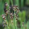 Juncus ensifolius