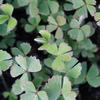 Marsilea drummondii