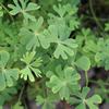 Marsilea schelpiana