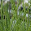 Phragmites australis 'variegata'