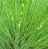 Scirpus zebrinus