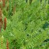 Osmunda regalis