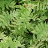 Thelypteris palustris