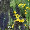 Colocasia antiquorum 'Imperial'