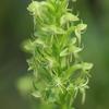 Habenaria repens