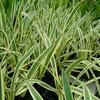 Hymenocallis caribaea 'variegata'