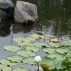 Native white water lily