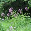 Eupatorium fistulosum