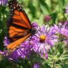 Aster novae-angliae