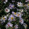Aster novi-belgii