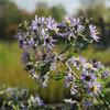 Aster puniceus