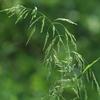 Wood reedgrass