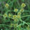 Cyperus esculenta