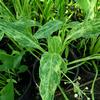 Sagittaria graminea