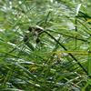 Scirpus fluviatilis