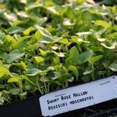 Swamp Rose Mallow