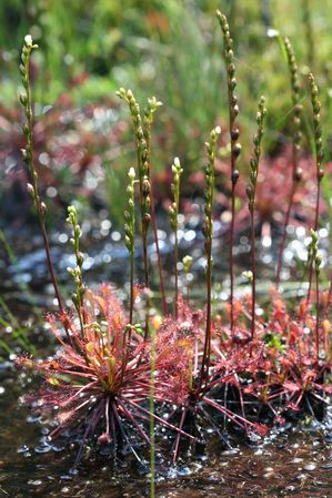 Drosera intermedia - Spatulate leaf sundew