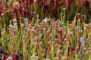 Sarracenia leucophylla - White Trumpet