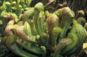 Sarracenia x UNC Hybrid - 'Doodle Bug'