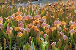Sarracenia x UNC Hybrid - 'Love Bug'