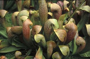 Sarracenia x UNC Hybrid - 'Lady Bug'