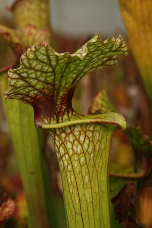 Sarracenia x moorei (flava x leucophylla) - Sarracenia flava x leucophylla