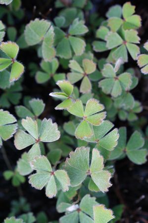 Marsilea drummondii Fuzzy Clover from Aquascapes Unlimited ...