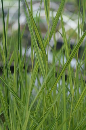 Phragmites australis 'variegata' Variegated Common Reed ...