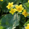 Caltha palustris