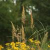 Sorghastrum nutans