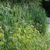 Typha latifolia