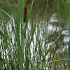 Typha angustifolia