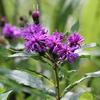 Vernonia noveboracensis