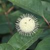 Cephalanthus occidentalis