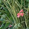 Acorus calamus 'variegatus'