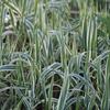 Arundo donax 'variegata'