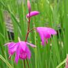 Bletilla striata