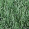 Equisetum scirpoides