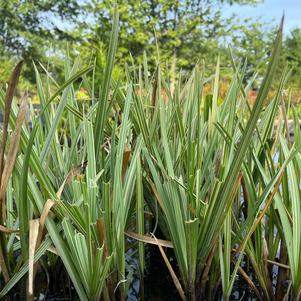 Glyceria maxima aquatica 'variegated'