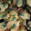 Houttuynia cordata 'variegata'