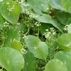 Hydrocotyle umbellata