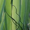 Juncus effusus 'spiralis'