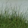 Juncus inflexus 'Blue Medusa'