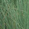 Juncus glaucus