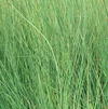 Juncus inflexus 'Love Sick Blues'