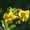 Mimulus guttatus