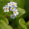 Myosotis palustris